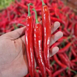 Cabai TW Merah: Si Pedas Premium yang Bikin Masakan Makin Autentik
