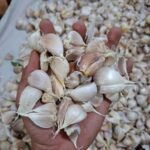 bawang putih honan atau kating
