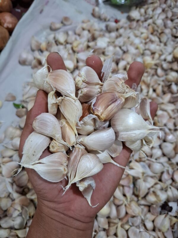 bawang putih honan atau kating