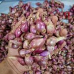 5 manfaat utama bawang merah brebes
