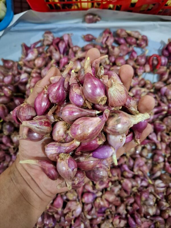 5 manfaat utama bawang merah brebes