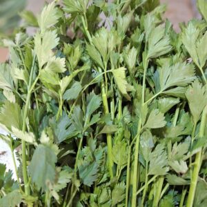 Daun Seledri: Si Hijau Wangi dengan Segudang Manfaat untuk Masakan & Kesehatan