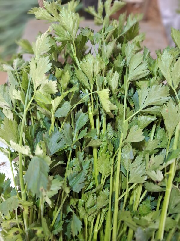 Daun Seledri: Si Hijau Wangi dengan Segudang Manfaat untuk Masakan & Kesehatan