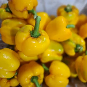 paprika kuning segar cikarang dari cikfresh