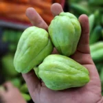 baby labu siam segar cikfresh