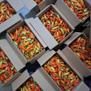 Cabai Rawit Merah: Si Kecil yang Bikin Hidup Lebih Berwarna!