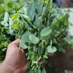 Daun Katuk: 5 Manfaat & Trik Hilangkan Rasa Pahit