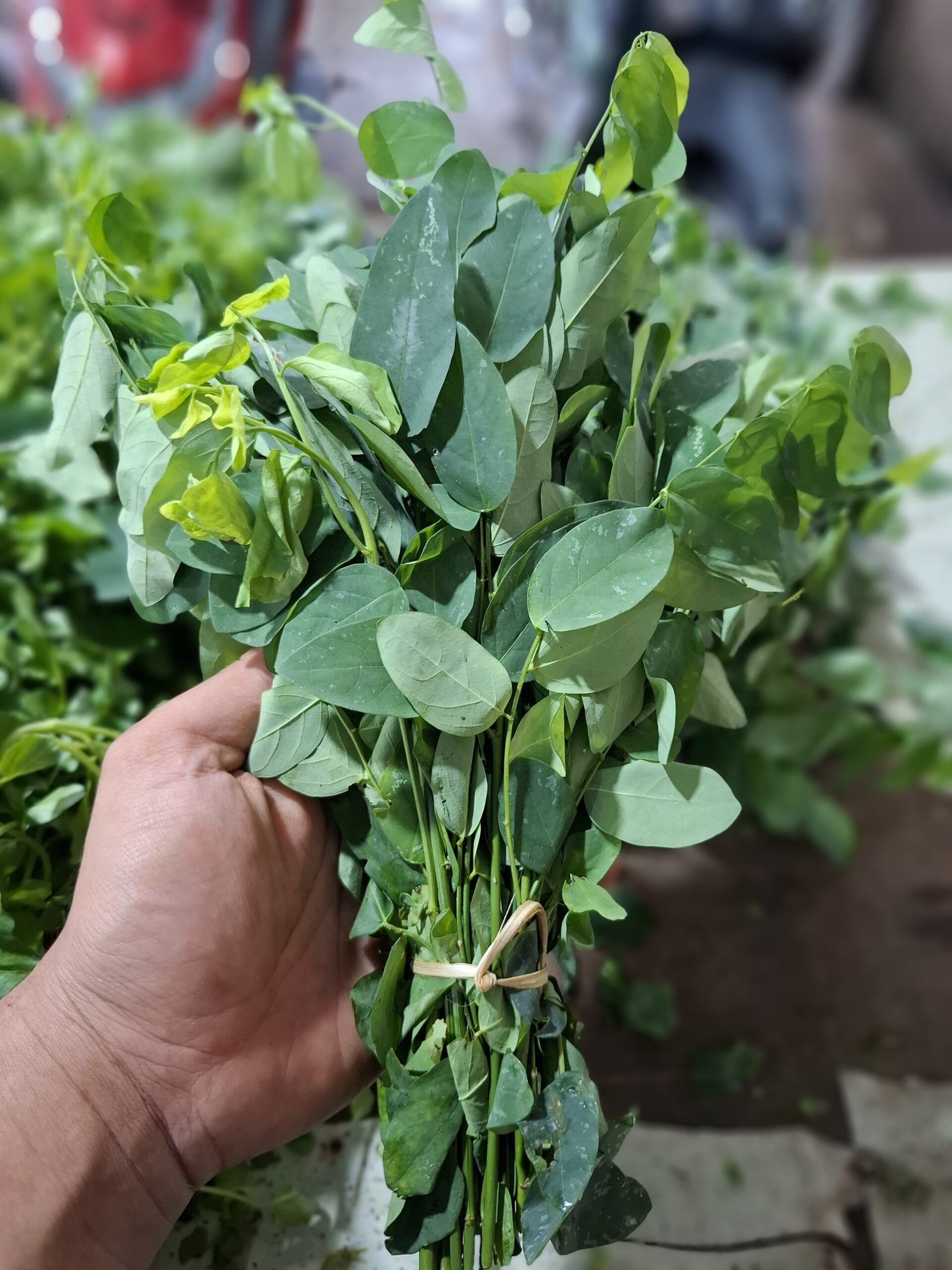 daun katuk 1 ikat segar cikfresh