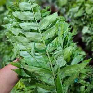 daun pakis