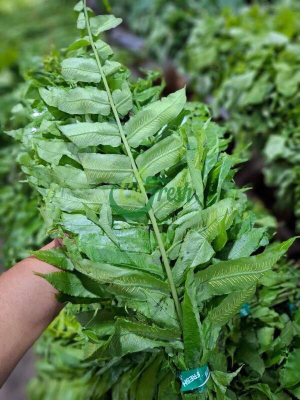 daun pakis
