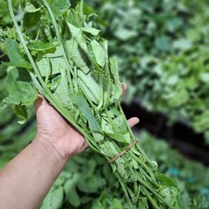 Daun Pucuk Labu: Si Hijau Kaya Nutrisi yang Sering Terlupakan