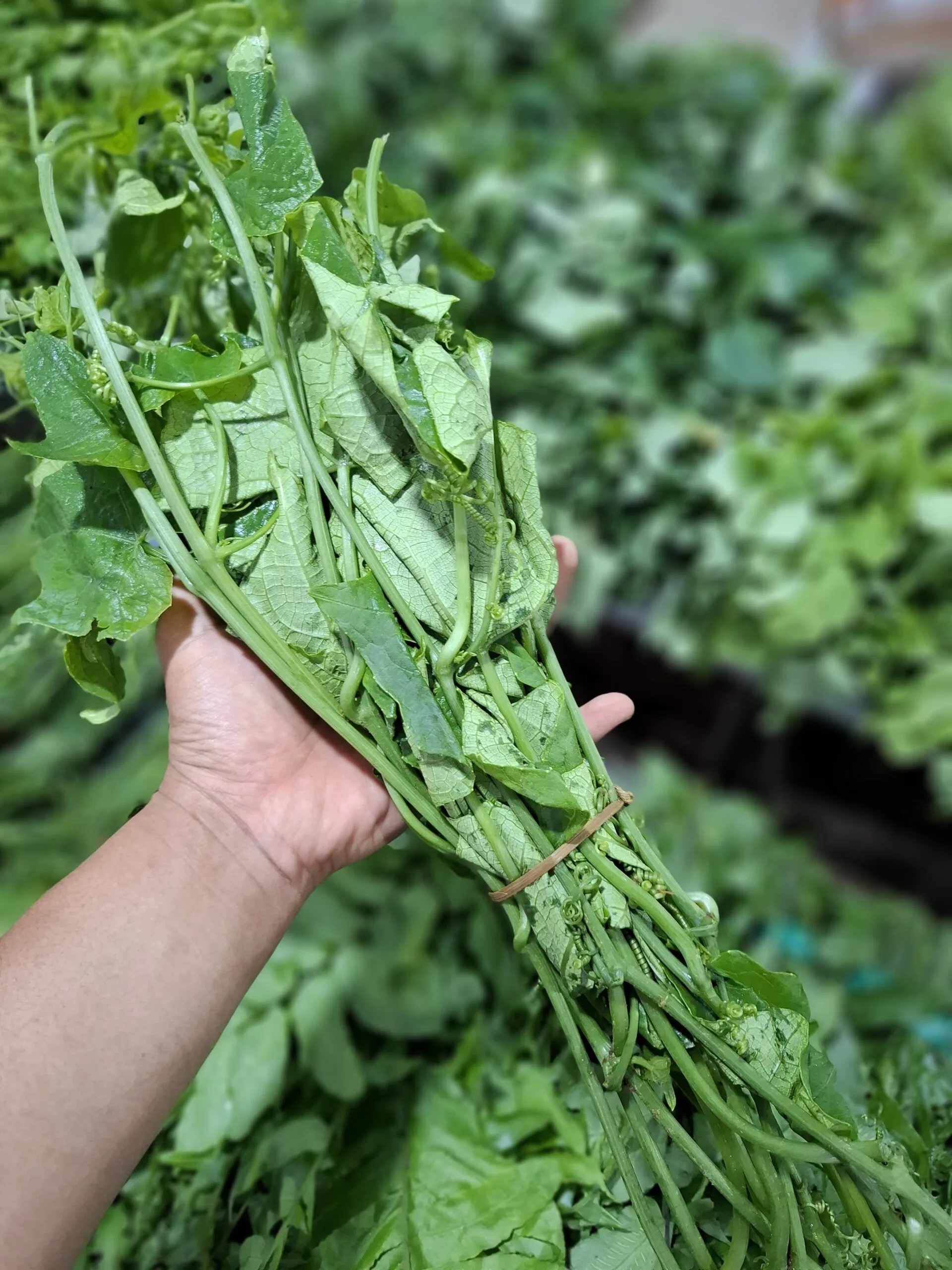 Daun Pucuk Labu: Si Hijau Kaya Nutrisi yang Sering Terlupakan