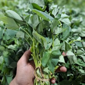 Daun Ubi: Sayuran Bergizi Tinggi yang Sering Terlupakan
