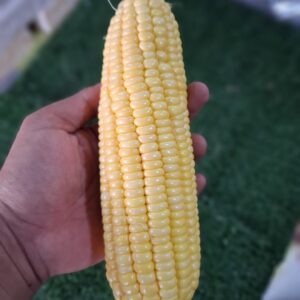 Jagung Paragon Manis Manfaat Dan Ide Olahan
