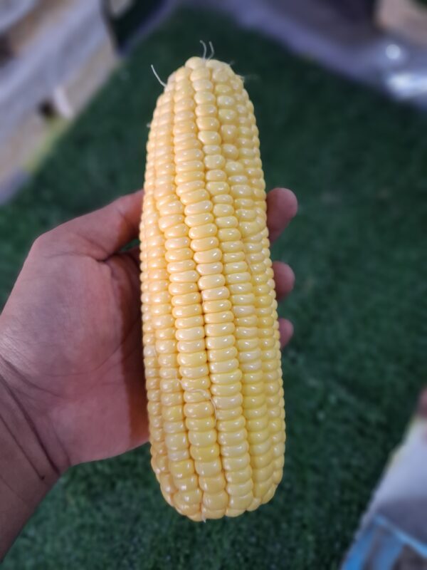 Jagung Paragon Manis Manfaat Dan Ide Olahan