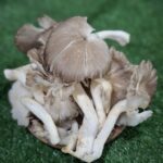 Jamur Coklat: Si Gemuk yang Bikin Masakan Jadi Juara 1