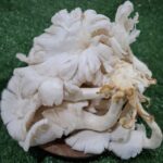 Jamur Tiram: Lezat yang Kaya Manfaat Gizi 3 Biri Berkualitas