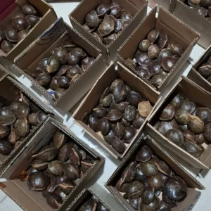 Jengkol Muda: Manfaat Kesehatan,3 Tips Memilih, & Resep Istimewa dari Cikfresh