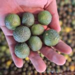 Jeruk Limau: Si Kecil Asam yang Bikin Masakan Jadi Juara!