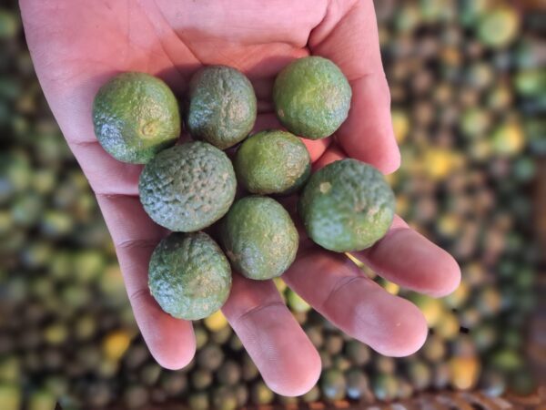 Jeruk Limau: Si Kecil Asam yang Bikin Masakan Jadi Juara!
