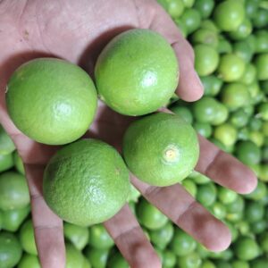Jeruk Nipis Segar: Rahasia Kesehatan & Tips Praktis dari Kebun Lokal