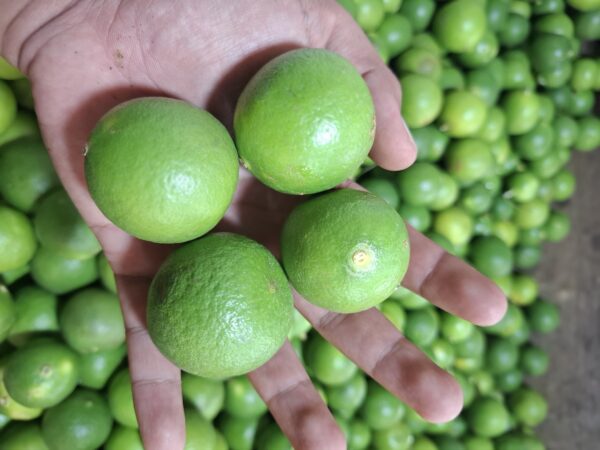 Jeruk Nipis Segar: Rahasia Kesehatan & Tips Praktis dari Kebun Lokal