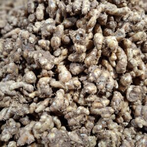 Kencur Dari Bumbu Sampai Penyedap Masakan Spesial