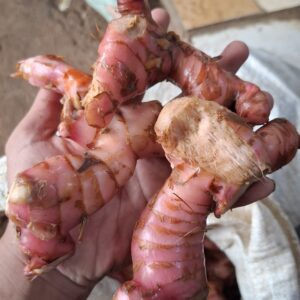 lengkuas cikfresh
