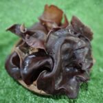 jamur kuping cikfresh