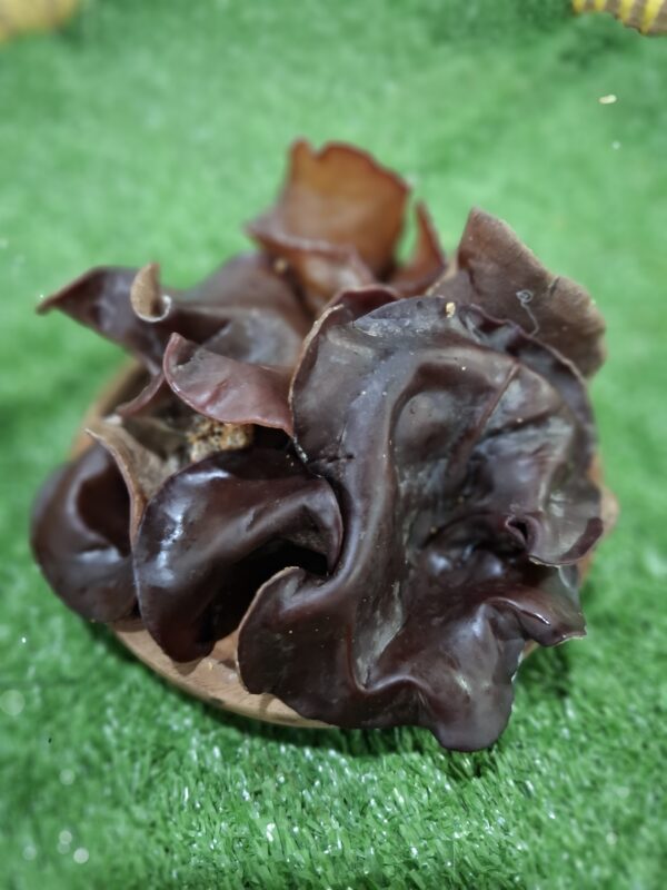 jamur kuping cikfresh