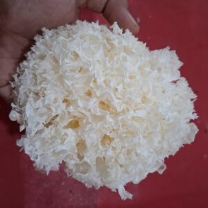 Jamur Salju: Si Putih Lembut yang Kaya Manfaat dan Lezat