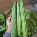 Oyong Si Superfood: Rahasia Sayuran Murah tapi Kaya Nutrisi!