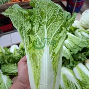 Ini Dia Rahasia Sawi Putih: Sayuran Sehat yang Bikin Masakan Makin Nikmat!