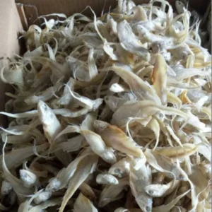 Ikan Asin Bulu Ayam: Gurih Renyah 3 Keunggulan yang Bikin Nagih