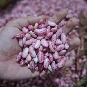 Kacang Merah: Manfaat Sehat, Tips Memilih, & Resep Lezat dari Cikfresh