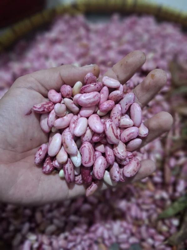 Kacang Merah: Manfaat Sehat, Tips Memilih, & Resep Lezat dari Cikfresh