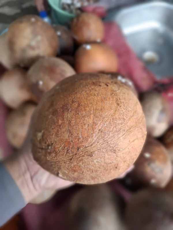 Kelapa, Santan Kelapa, & Kelapa Parut: Rahasia Masakan Gurih ala Cikfresh