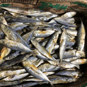 Ikan Asin Japuh: Keunikan Rasa & Manfaatnya yang Tak Terduga