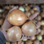 Bawang Bombay: Manfaat, Tips Memilih, & Resep Istimewa untuk Masakan Lebih Nikmat