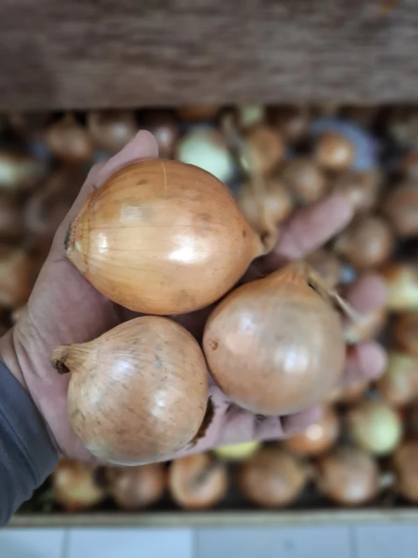Bawang Bombay: Manfaat, Tips Memilih, & Resep Istimewa untuk Masakan Lebih Nikmat