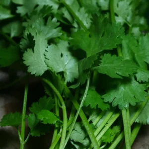 Daun Ketumbar Segar: Manfaat, Tips Memilih, dan Resep Lezat dari Cikfresh