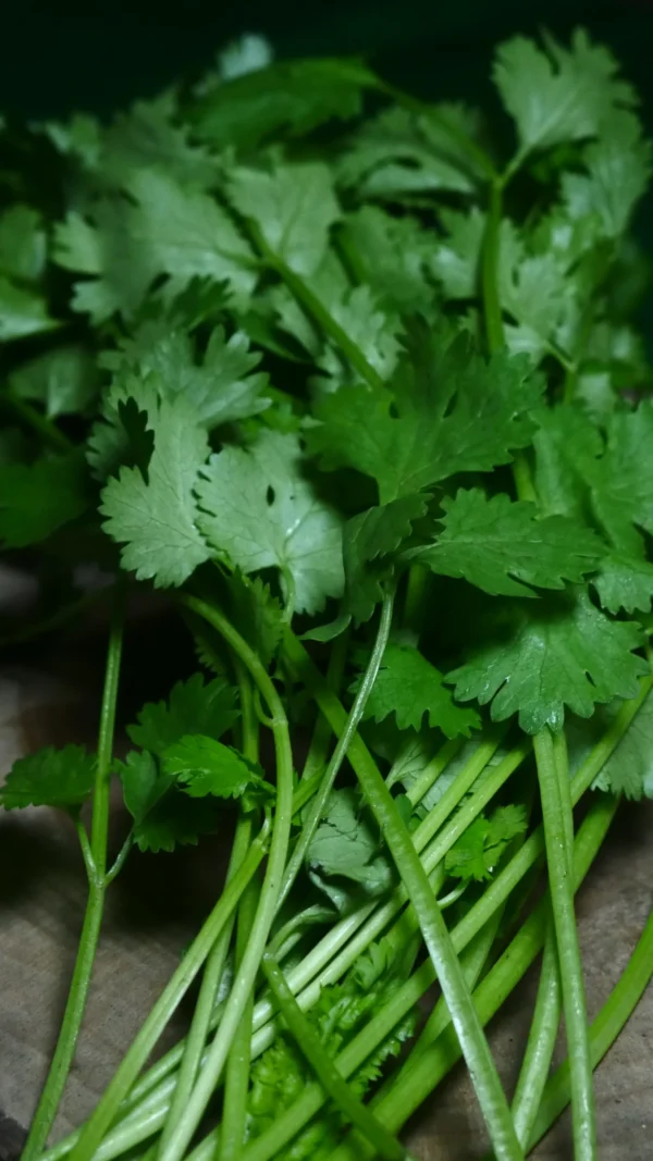Daun Ketumbar Segar: Manfaat, Tips Memilih, dan Resep Lezat dari Cikfresh