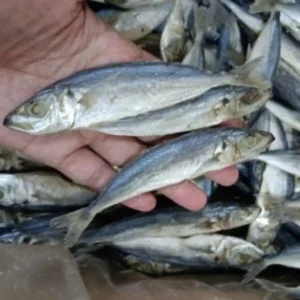 Ikan Asin Japuh: Keunikan Rasa & Manfaatnya yang Tak Terduga