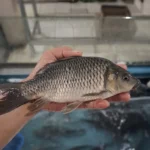 Jual Ikan Mas & Nila/Mujair Segar Cikarang Bekasi - Cikfresh