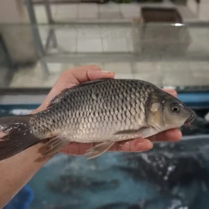 Jual Ikan Mas & Nila/Mujair Segar Cikarang Bekasi - Cikfresh