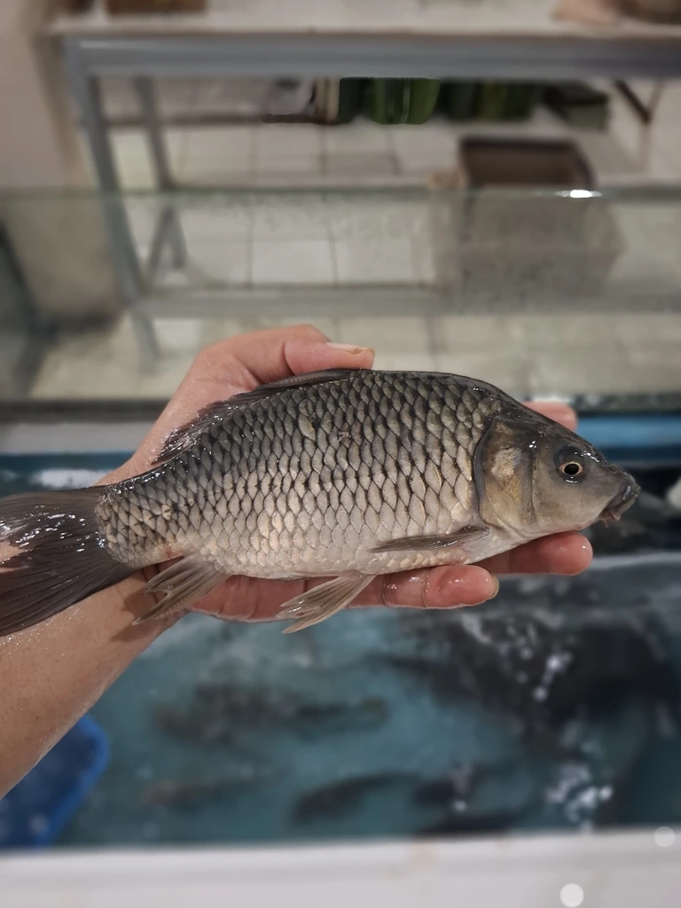 Jual Ikan Mas & Nila/Mujair Segar Cikarang Bekasi - Cikfresh 1 Jual Ikan Mas & Nila/Mujair Segar Cikarang Bekasi - Cikfresh