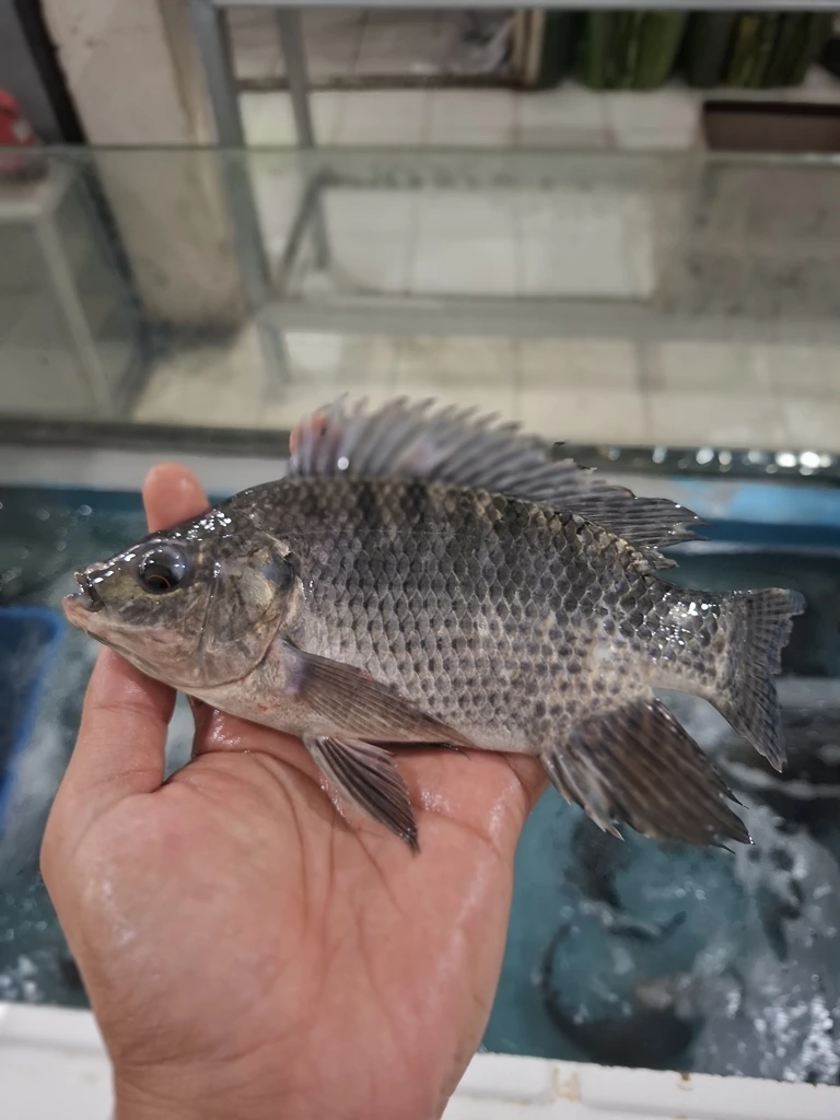 Jual Ikan Mas & Nila/Mujair Segar Cikarang Bekasi - Cikfresh 3 Ikan Mujair Segar: Manfaat, Tips Memilih, dan Olahan Lezat dari Cikfresh