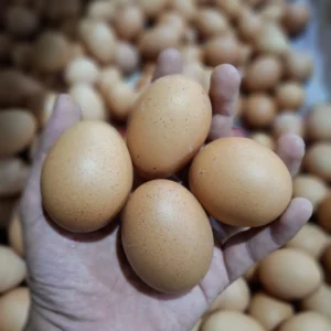 Telur Ayam Segar: Panduan Memilih, Manfaat, dan Tips Penyimpanan Terbaik