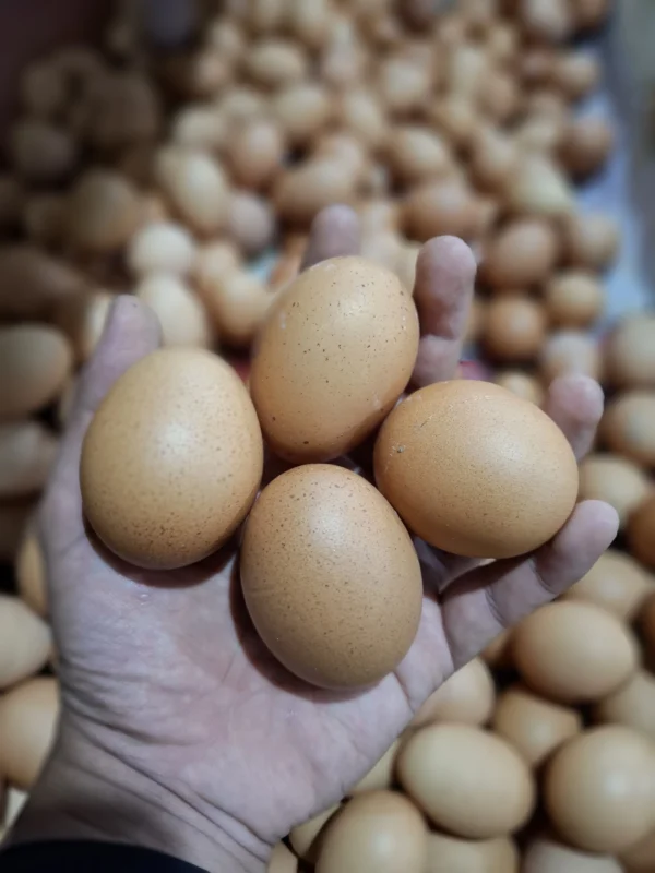 Telur Ayam Segar: Panduan Memilih, Manfaat, dan Tips Penyimpanan Terbaik
