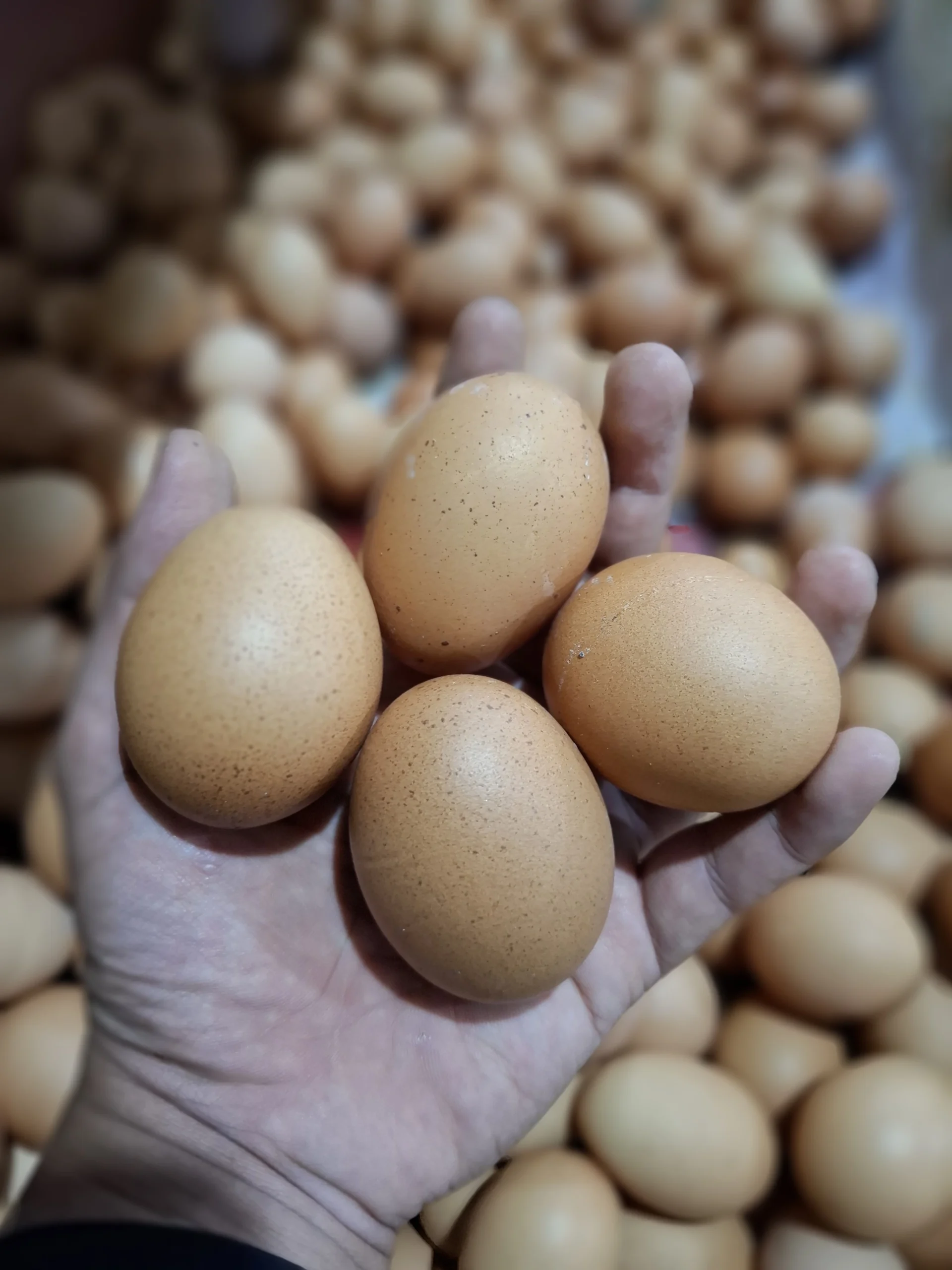 Telur Ayam Segar: Panduan Memilih, Manfaat, dan Tips No.1 Penyimpanan Terbaik 1 Telur Ayam Segar: Panduan Memilih, Manfaat, dan Tips Penyimpanan Terbaik